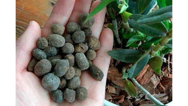 院子里养鹦鹉的风水讲究