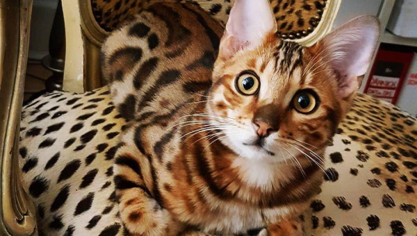 白羊座钟情的宠物豹猫品种-解忧资源站