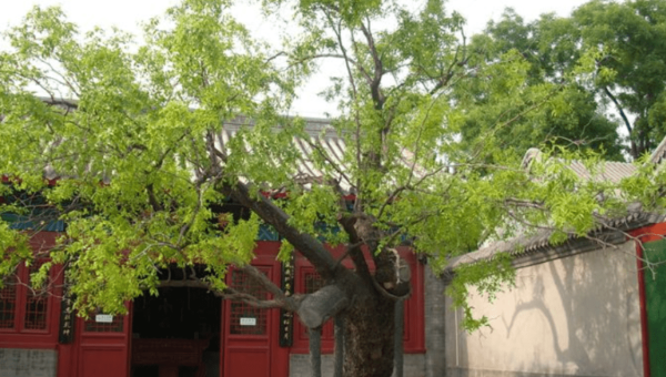 院子里种植枣树的风水好处-解忧资源站