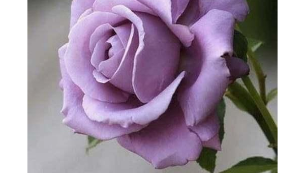 处女座最喜欢哪种颜色的玫瑰?