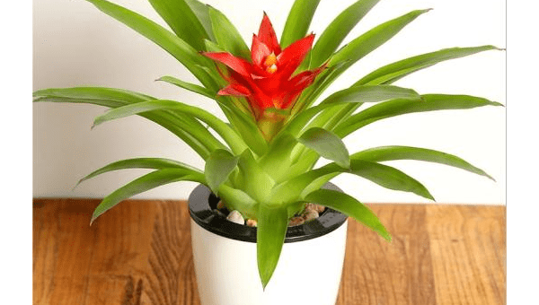 阳台种柠檬树风水好吗-解忧资源站