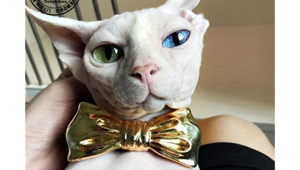 狮子座最适合养什么宠物猫?-解忧资源站