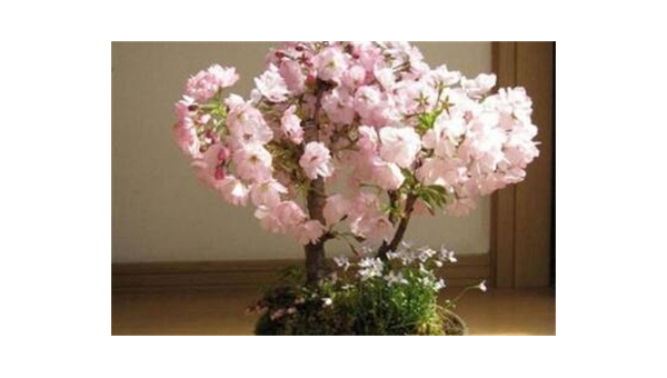 阳台种植樱花的北方风水探讨