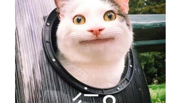 摩羯座心仪的宠物松狮犬性格-解忧资源站