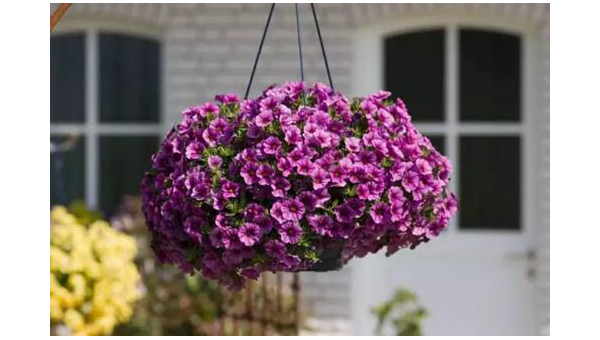 阳台种植紫薇花的北方风水分析