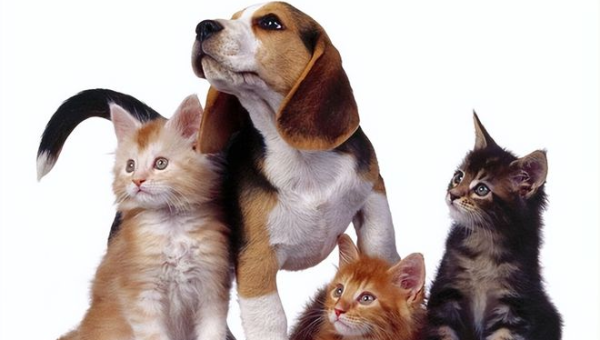 院子里养猫的风水讲究-解忧资源站