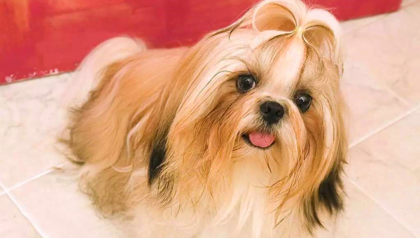 水瓶座适合饲养的宠物西施犬毛色-解忧资源站