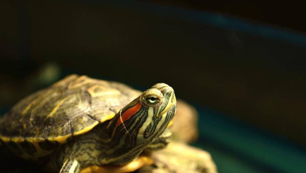 天秤座如何巧妙地处理家庭矛盾?