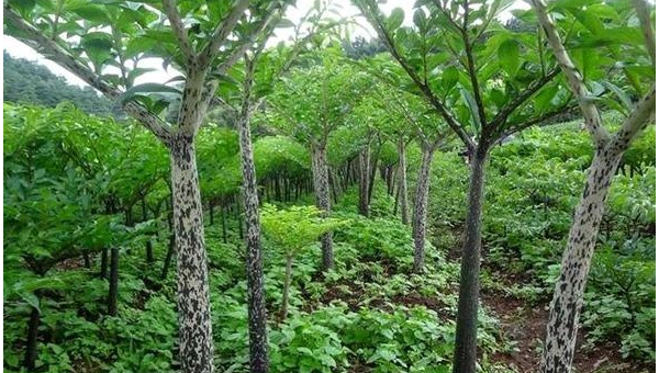 家门口种合欢树风水怎么样-解忧资源站