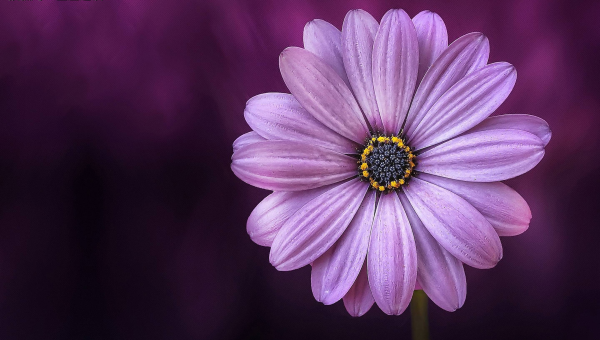 店铺收银台放金蟾摆件风水好吗-解忧资源站