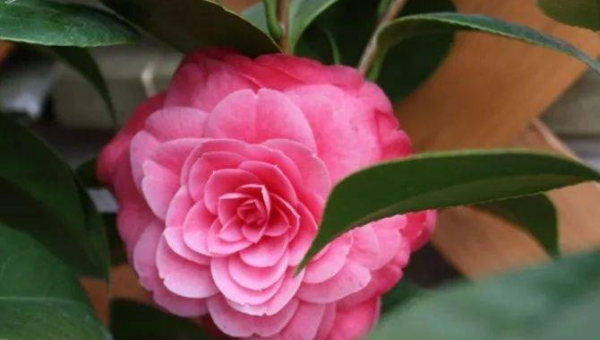 阳台种植茶花的北方风水分析-解忧资源站