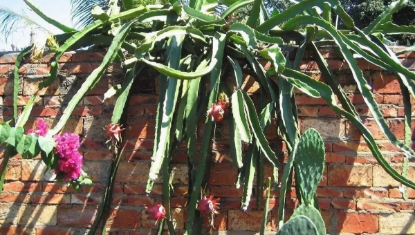 阳台种火龙果风水好吗-解忧资源站