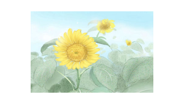 阳台种植石榴花的北方风水探讨-解忧资源站