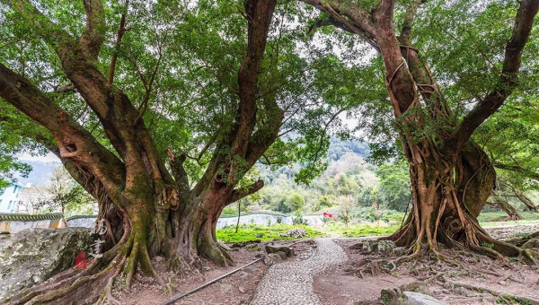 家中种植金银树的风水好处