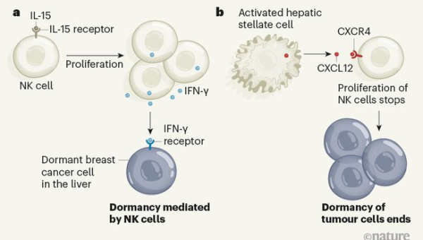 Subversion（SVN）迁移指南：从老旧版本控制系统过渡到 Git 的 5 个步骤-解忧资源站