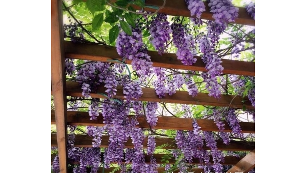 阳台种植紫藤的北方风水分析-解忧资源站