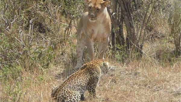 狮子座生病时如何撒娇?