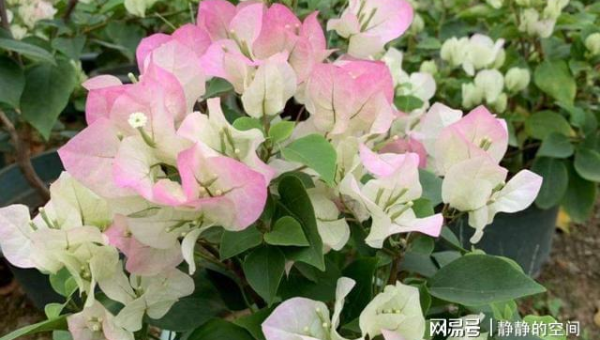 阳台种植芙蓉花的北方风水分析-解忧资源站